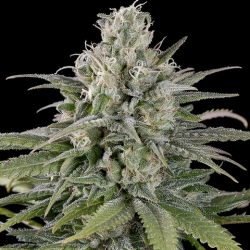 Блакитний Сир (Auto.Fem) 1шт. / Blue Cheese 2023 (дрібне насіння)